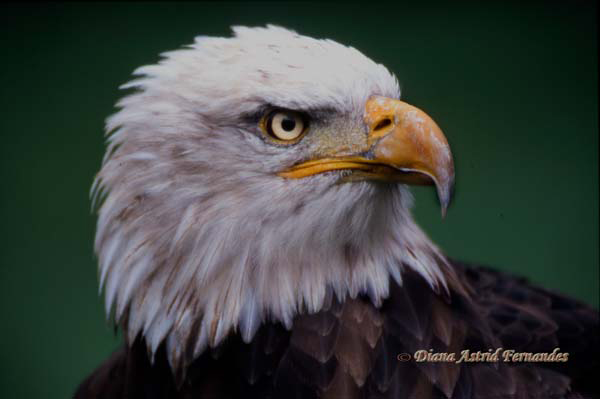 American-Bald-Eagle-head-shot---zoo